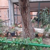 Talar árboles