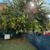 Poda de una morera