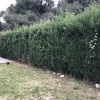 Sanear jardín y podar setos