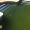 Limpieza puntual de piscina