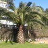 Arrancar palmera en camos, nigran