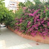 Poda en alicante