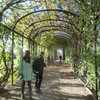 Pergola vegetal