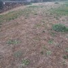 Plantar Cesped