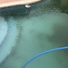 Limpieza puntual de piscina