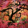 Compra de dos arboles acer palmatum