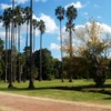 Desbrozar Jardín