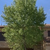 Talar árboles