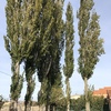 Talar árboles