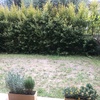Plantar Cesped
