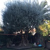 Poda de jardín