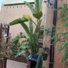 Diseñar Jardin vertical
