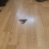 Otros Trabajos De Parquet
