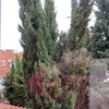 Talar árboles