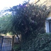 Mantener Jardín