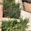 Desbrozar Jardín