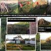 Retirada de 5 palmeras muertas y desbroce del terreno (300m2)