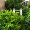 Podar y limpiar jardin