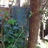 Tirar un árbol del jardín