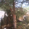 Tala de arbol a cambio de leña