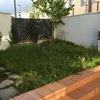 Plantar cesped - san agustin del guadalix