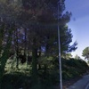 Talar pinos