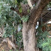 Talar árboles