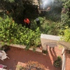 Hacer puesta a punto de jardín