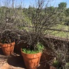 Desbrozar Jardín