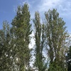 Talar árboles