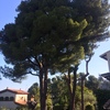 Talar árboles
