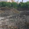 Desbrozar Jardín