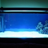 Suministrar Mesa para Acuario