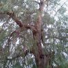 Podar arbol