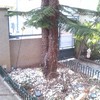 Cortar y arrancar un arbol