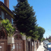 Tala de arbol