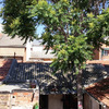 Podar árbol