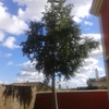 Tala arbol a ras suelo