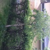 Talar arboles