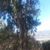Poda de arboles