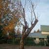 Talar un árbol y podar otro