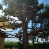 Tala de pino en grisén (zaragoza)