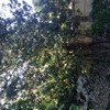Talas de árboles y reforma jardín