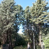 Tala árboles alpedrete