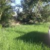 Poner puesta a punto jardín ( cortar el césped y los cipreses)