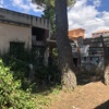 Talar árboles