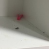 Fumigación o Desinsectación