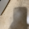 Fumigación o Desinsectación
