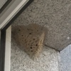 Fumigación o Desinsectación
