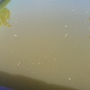 Revestir Piscina con Otros Materiales